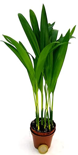 Palmera Natural de Interior Areca Planta para el Hogar o la Oficina