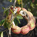 50 Pithecelobium Dulce semi, i semi dell'albero Manilla tamarindo, Madras Thorn semi