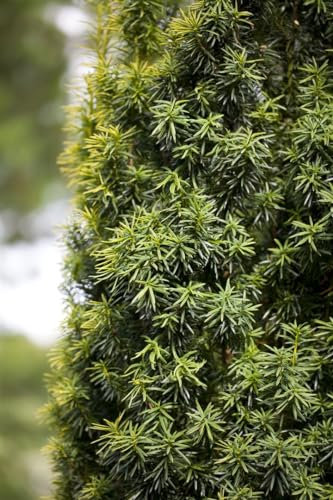 Taxus baccata 40–50 cm – Immergrün, Winterhart, Pflegeleicht – Gewöhnliche Eibe – Heckenpflanze für Garten & Sichtschutz