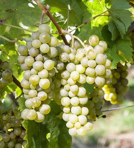 3x Weintraube Müller-Thurgau – süß-milde Klassiker-Traube zum Naschen & Entsaften – Premium-Reben in Winzerqualität aus der Rebschule Vitiserve Steinmann