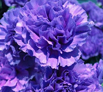 100 teile/beutel, nelkensamen, dianthus caryophyllus, topfpflanzen, pflanzjahreszeiten, blühende pflanzen