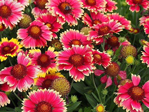 Kokardenblume 'Arizona Red Shades' 10 Samen (Gaillardia Aristata Arizona Red)