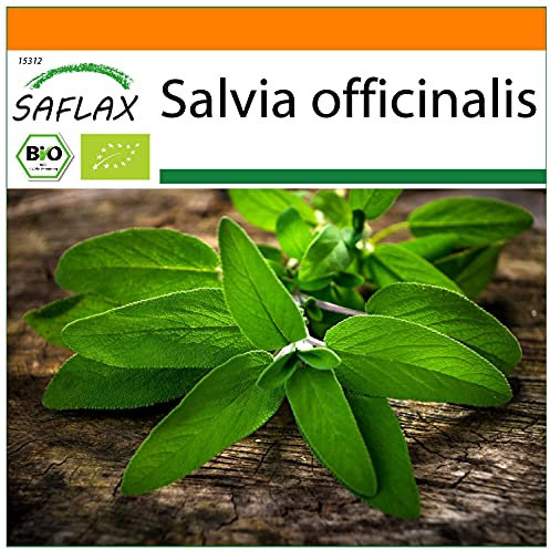 SAFLAX - Jardin dans le sac - BIO - Sauge - 60 graines - Avec substrat de culture dans un sac de levage facile à manipuler. - Salvia officinalis