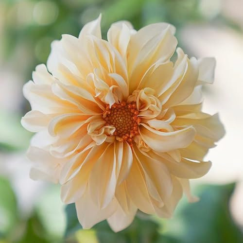 5 pcs dahlien knollen kaufen - dahlien zwiebeln - pflanzen winterhart, winterharte blumen Dahlia Dahlie zwiebel herbstblumen winterhart balkon bonsai bodendecker winterhart mehrjährig,