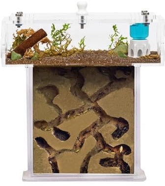Acryl Ameisenfarm Set mit Schaum in Mini T-Form - 14x5x14 cm Sandwich und Futterkasten - Ameisen Farm mit Lebenden Ameisen - Enthält Königin, Arbeiterinnen, Eier und Larven - Durchsichti