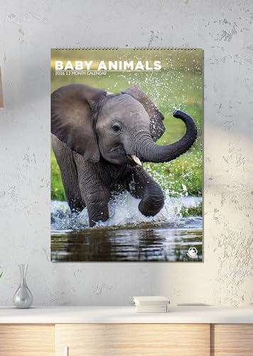Baby Animals 2026 Calendar, A3, Wirobound, Full Colour