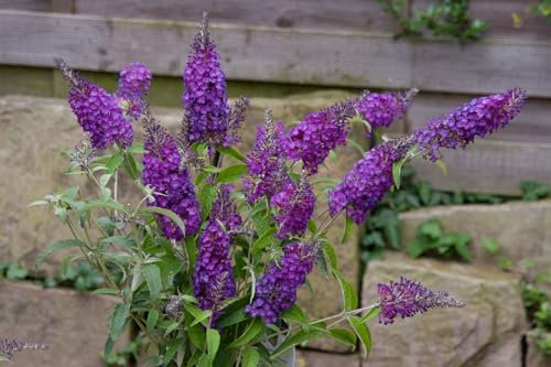 Buddleja davidii 'Purple Chip' 30-40 cm – Winterhart, Mehrjährig, Pflegeleicht – Schmetterlingsflieder – Zierstrauch für Garten & Kübel