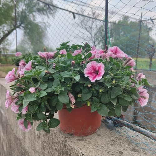 semi di petunia - perenni resistenti pieno sole decorative primaverili 1200pcs