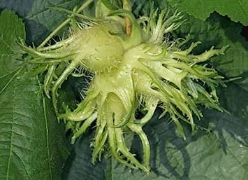 Corylus colurna | Nocciola turca Albero | 5_Grani: Grani