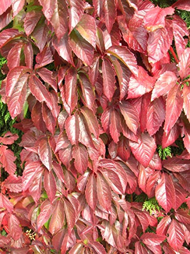 Vigne Vierge Quinquefolia C 3 Litres