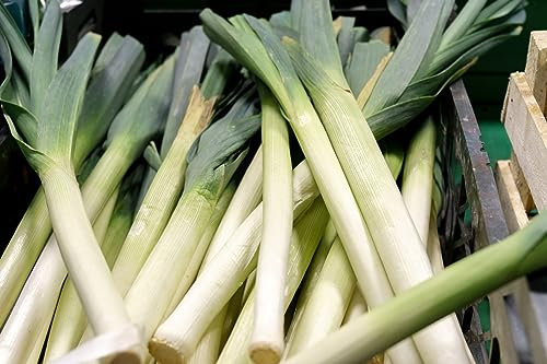 Just Seed - Vegetable - Leek - Musselburgh - 800 Seeds