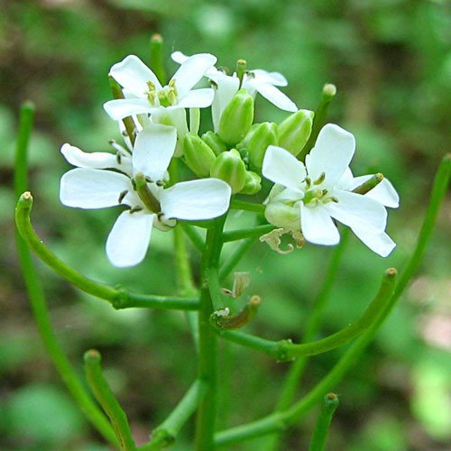 Plant World Seeds - Herb Garlic Mustard Seeds (Herb Seeds)