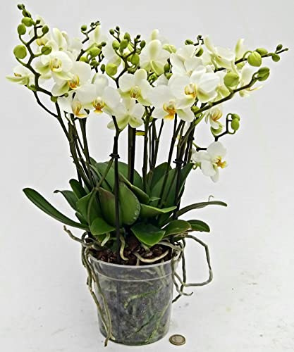 POWERS TO FLOWERS - ORCHIDEA PHALAENOPSIS EXTRA BIANCO!!! pianta vera