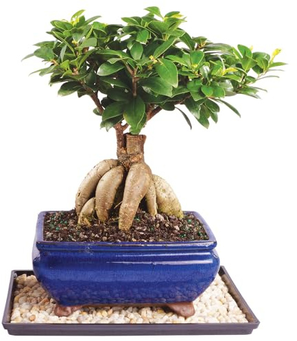 Brussel's Bonsai Live Ginseng Grafted Ficus Indoor Bonsai Tree - Medium, 6 Year, 8 to 12 In - Live Bonsai Tree in Ceramic Bonsai Pot and Humidity Tray