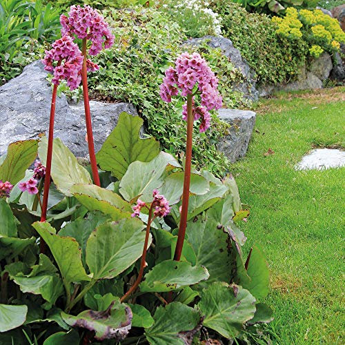 Hardy Perennial Bergenia ‘Elephant’s Ears’ Flowering Potted 3.6L Garden Plants Ideal for Cottage Gardens, Patio and Containers by Thompson & Morgan (1)