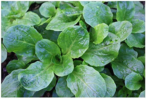 PREMIER SEEDS DIRECT - Corn Salad Seeds - Lambs Lettuce - Mache (8,000 Seeds)