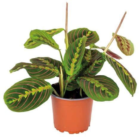 Bloomique - Maranta Tricolor - Gebetspflanze - Zimmerpflanzen - Luftreinigend - Höhe 10-15 cm - Topf 12 cm