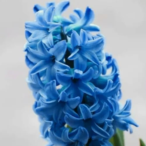 Hyazinthen Zwiebeln Hyazinthen rhizome Hyazinthen zwiebeln Hyazinthen zwiebeln winterhart Hyazinthen zwiebeln Dekorative Pflanzen FüR Den Garten