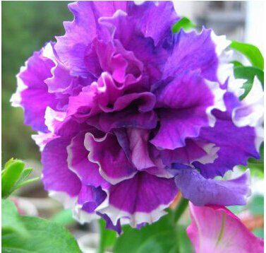 100 Uds Petunia da giardino Petali Semi di fiori per giardino Petunia Semillas De Petunias