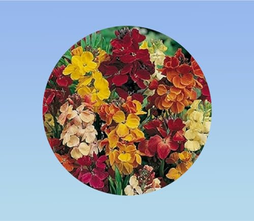 graines Giroflée meuret double variée (+/-) 500 GRAINES soit 1 gramme - Erysimum cheiri varié - idéal muret ou entre les pierres