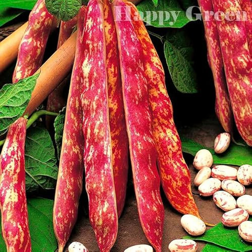 Dwarf Italian Borlotto Bean - 30 Seeds + Plant tag - Lingua Di Fuoco