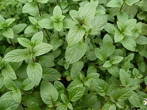 Lot de 200 Graines Semences de Menthe verte BIO Aromatique Potager mentholée - 840