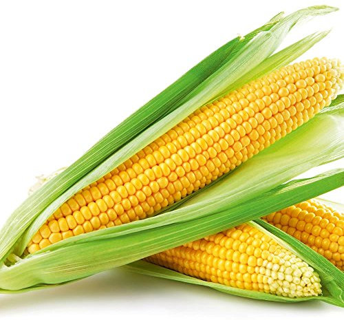 PREMIER SEEDS DIRECT - SWEETCORN SEEDS- Swift F1-45 Finest Seeds