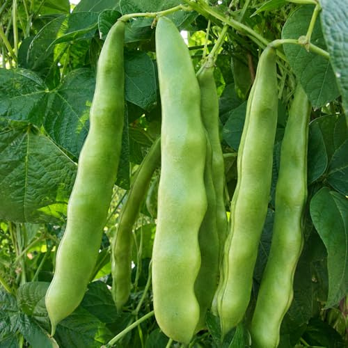 Semi Fagiolo Spagnolo Rampicante 50g – Spanish Bean Seeds – Varietà Vigorosa con Baccelli Grandissimi – Pianta Rampicante per Orto, Giardino e Pergolato – Fagioli giganti - Facile Coltivazione