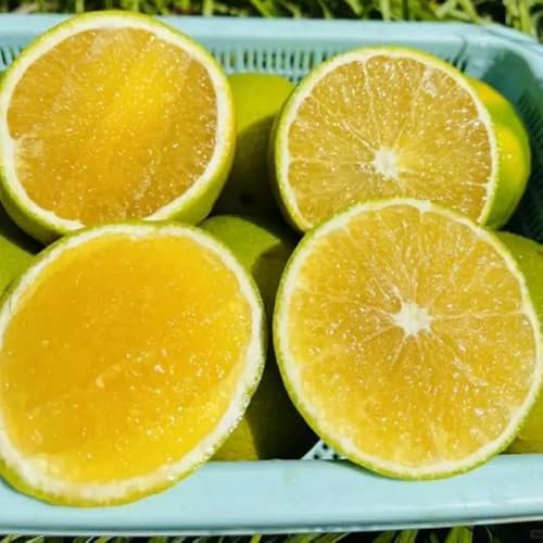 orangenbaum kaufen samen - deko pflanzen balkon zitruspflanzen winterharte pflanzen für kübel frisches obst topfpflanzen draußen winterhart obstbäume kaufen hängepflanze obst samen 30pcs