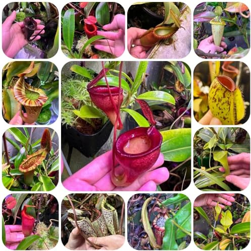Semi di Nepenthes, Nepenthes mirabilis, resistenti carnivora carnivora, rustiche per balconi da balcone resistenti da balcone 450pcs