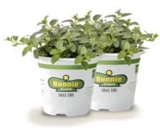 Kit de 2 Plantas de Menta Piperita en Maceta 10cm Plantas Naturales Plantas Aromáticas