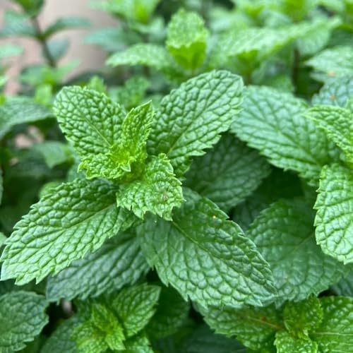 menta marocchina semi di medicinali resistenti decorazione giardino di interni giardino rocce 550pcs