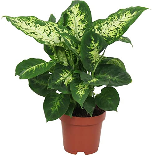 DECOALIVE Dieffenbachia Variedad Compacta Exótica Planta de Interior Natural