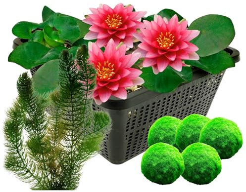 vdvelde.com - Rote Seerose + Sauerstoffpflanzen - - Große Seerose im Korb - 7 Pflanzen gegen Algen - Platzierung: -10 bis -100cm