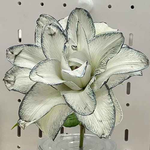 Lilium Knollen zwiebeln,blumenzwiebeln mehrjährig winterhart,lilien im topf,Ausgezeichnete Verzierung,Dekorative blumen,lilien zwiebeln winterhart mix.-2 zwiebeln-J