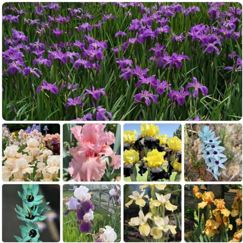 iris - otoño, resistentes, con floración., cubresuelos, resistentes, perennes decoraciones jardín para exteriores Regalos para los amantes la 5Bulbos