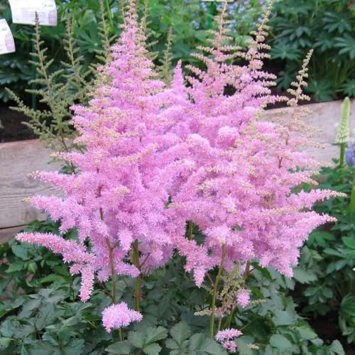 di astilbe,semi di,decorazioni per davanzali,da to,decorazione da giardino Copertura del terreno,decorazione giardino per esternipiante100semi