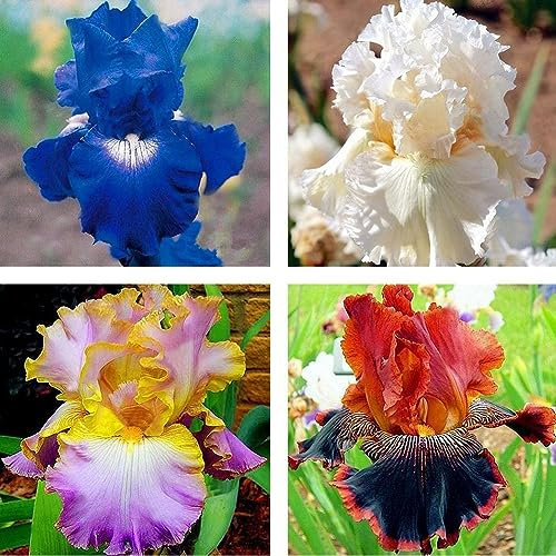 PERZOE 500 Stück bunte Iris-Tectorum-Samen, Zierblumen, Garten, Büro, Bonsai-Dekor Iris Tectorum-Samen 500 Stück