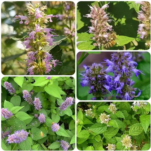 Semillas de ortiga fragante, resistentes para el jardín Agastache foeniculum, semillas de cocina raras semillas de medicinales 300pcs