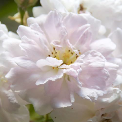 2 x Rose - Rosa 'Paul's Himalayan Musk' Topf 25-30 cm - ie majestätische Ramblerrose für beeindruckende Gartenverzierungen