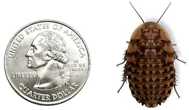 Dubia.com 25 Extra Large 1+ Discoid Roaches Live, Feeder Insect for Reptiles & Amphibians, NutrientRich Roach Bug, Manageable Size, Easy Care, Hardy Nature and No Odors