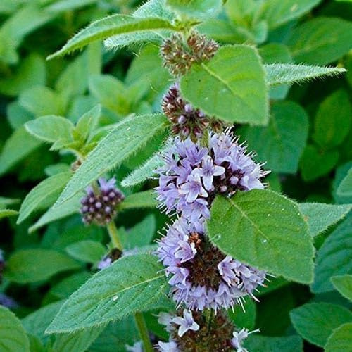 Semi Menta Piperita, Pianta Aromatica Perenne, Erba Officinale coltivazione vaso o giardino, Confezione 1000 semi, mentha Peppermint seeds
