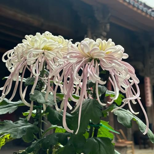chrysanthemen, garten hochbeet exotische winterhart alte sorten 1500samen