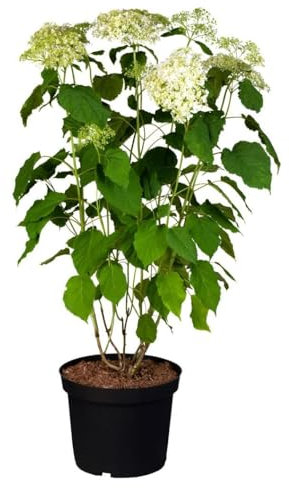 Hydrangea arborescens 'Annabelle' 60-80 cm - Schneeballhortensie, weiße Blüten, Blütezeit Juni-September, ideal für Rabatten, pflegeleicht und winterhart