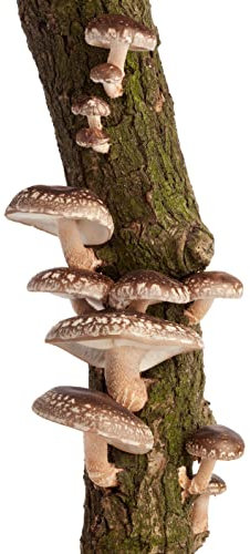 HIFAS - Tronco productor de Setas Shiitake - Autocultivo de Seta de Shiitake sobre Troncos de Madera, Dimensiones del tronco 80-100cm , Perfecto para el Cultivo de Setas en casa, Mushroom Growing Kit