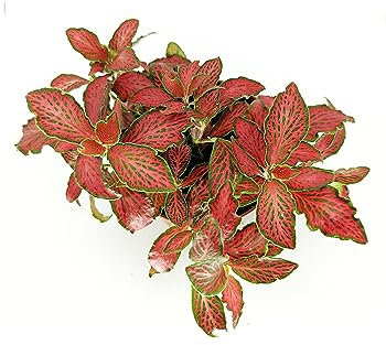 Fittonia Natural la Planta Mosaico que Convierte tu Espacio en un Edén