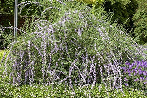 Buddleja alternifolia 60–100 cm – Winterhart, Mehrjährig, Pflegeleicht – Hänge-Sommerflieder – Zierstrauch für Garten & Beet