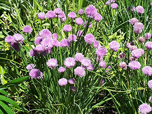 CORNWALL PLANTS Chives (Allium) Edible herb/Salad Crop with Attractive Flowers which are Loved by Bees. Fresh Seeds