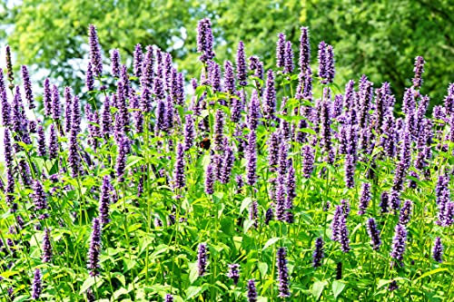 Duftnessel - Anis-Riesenysop - Agastache foeniculum - Ysop - Mehrjährig, Winterhart - 200 Samen