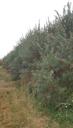 Hippophae rhamnoides/Argousier mâle/Godet Anti-Chignon/Arbuste fruitier